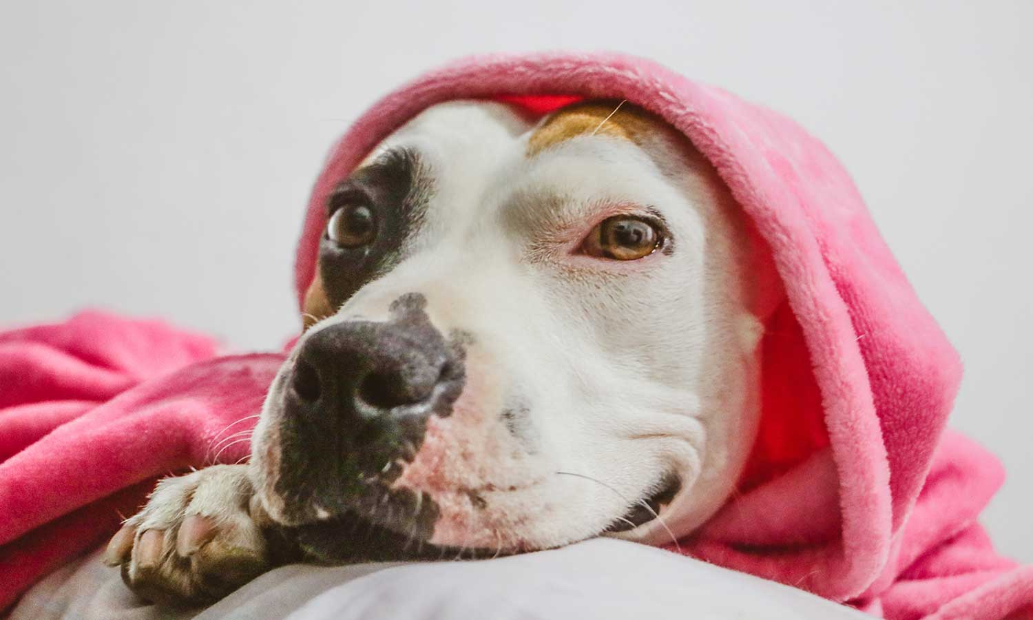 Content Curation for Magazine Blogs: Tips and Tricks copie